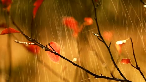 Primer-plano-de-lluvia-otoñal