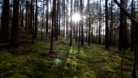 Glatte-Bewegung-über-die-tief-Kiefern-Fichten-Wald-dem-Sonnenlicht-Pov-Shot