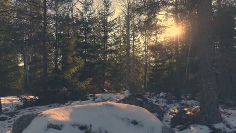 Drone-shot-flying-through-the-woods-at-sunset.-Aerial-movement-in-snowy-spruce-forest.-Flying-over-stone-rock,-beautiful-nature-background