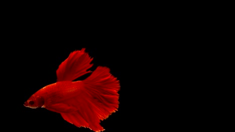 Super-slow-motion-of-vibrant-Siamese-fighting-fish-(Betta-splendens),-well-known-name-is-Plakat-Thai