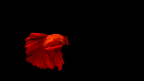 Super-slow-motion-of-vibrant-Siamese-fighting-fish-(Betta-splendens),-well-known-name-is-Plakat-Thai