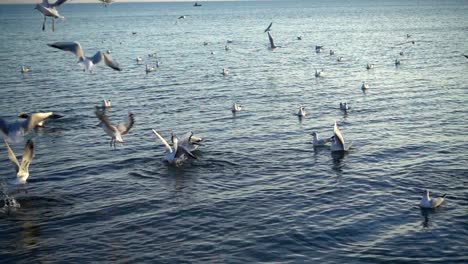 Seagulls-fly-over-the-sea.-Slow-Motion.