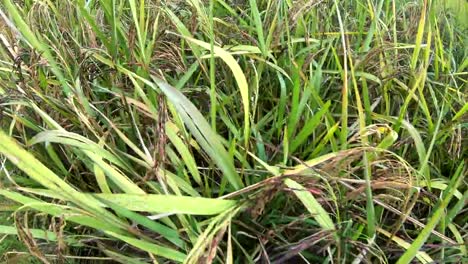 Campo-de-la-baya-del-arroz-púrpura-en-cámara-lenta