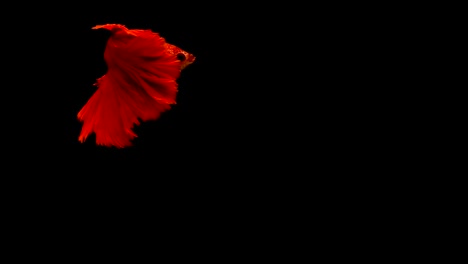 Super-Slow-Motion-der-pulsierenden-siamesische-Kampffische-(Betta-Splendens),-Name-bekannt-ist-Thai,-Plakat