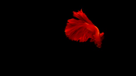 Super-Slow-Motion-der-pulsierenden-siamesische-Kampffische-(Betta-Splendens),-Name-bekannt-ist-Thai,-Plakat