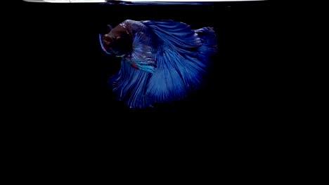 Super-slow-motion-of-vibrant-Siamese-fighting-fish-(Betta-splendens),-well-known-name-is-Plakat-Thai