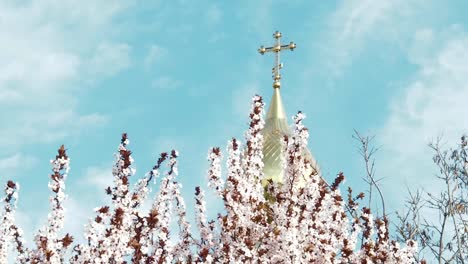 Trees-in-flowers.-Peach-bloom.