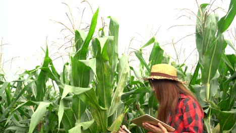 Agricultores-asiáticos-alegre