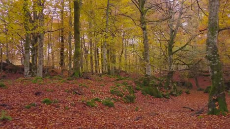 Farbige-Wald-im-Herbst