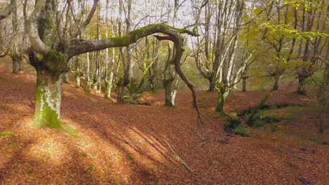 Colored-forest-in-autumn