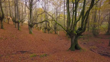 Bosque-de-colores-en-otoño