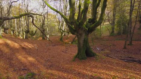 Bosque-de-colores-en-otoño