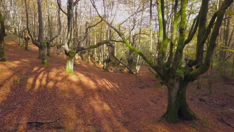 Bosque-de-colores-en-otoño