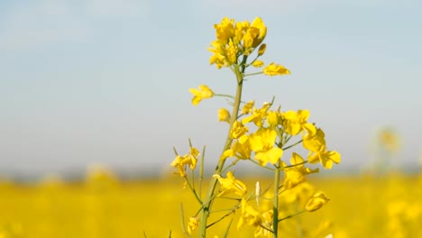 Yellow-flowers.