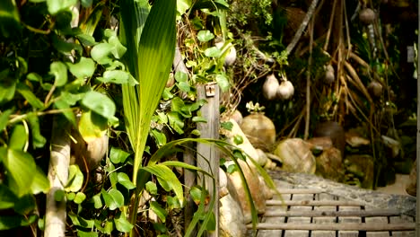 Cocos-como-decoración-en-jardín.-Cocos-tropicales-exóticas-colgadas-en-las-palmas-con-hojas-de-color-verde-iluminados-por-el-sol.-Camino-a-la-playa-en-Koh-Phangan