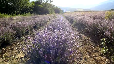 Caminando-en-un-campo-de-lavanda-en-un-día-soleado