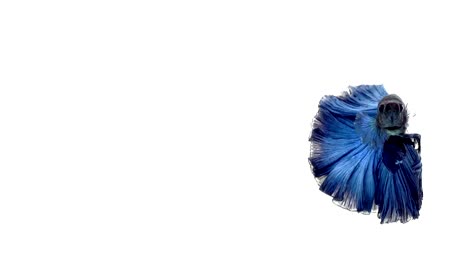 Super-Slow-Motion-der-pulsierenden-siamesische-Kampffische-(Betta-Splendens),-Name-bekannt-ist-Thai,-Plakat