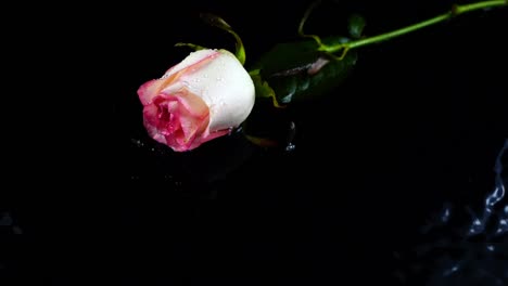 The-falling-rose-on-a-black-background.-Slow-motion.