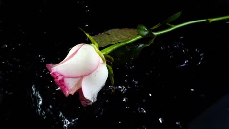 The-falling-rose-on-a-black-background.-Slow-motion.