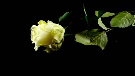 The-falling-rose-on-a-black-background.-Slow-motion.