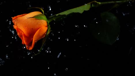 The-falling-rose-on-a-black-background.-Slow-motion.