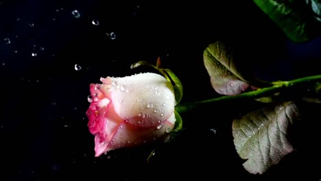 The-falling-rose-on-a-black-background.-Slow-motion.