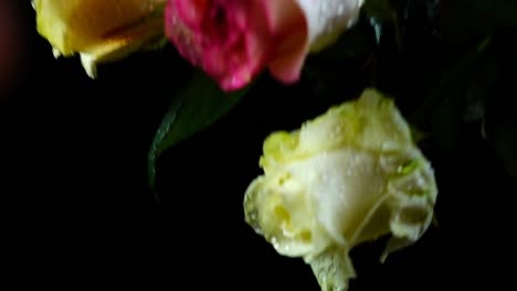 The-falling-rose-on-a-black-background.-Slow-motion.