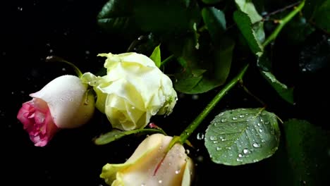 The-falling-rose-on-a-black-background.-Slow-motion.