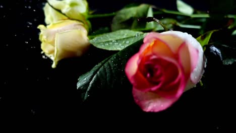 The-falling-rose-on-a-black-background.-Slow-motion.