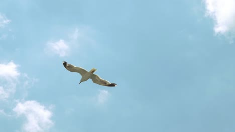 Las-gaviotas-vuelan-en-el-cielo-sobre-el-mar-desde-un-barco-en-Italia.