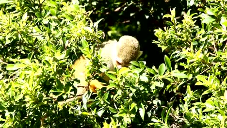 Squirrel-monkey-on-tree-in-Chiangmai-Thailand