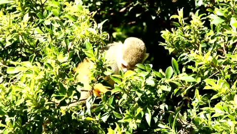 Mono-ardilla-en-el-árbol-en-Chiangmai-Tailandia