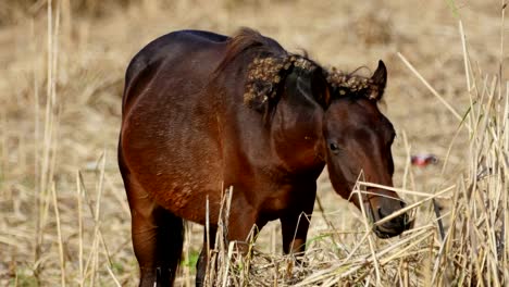 Caballos-salvajes-en-el-delta-del-Danubio,-bosque-de-Letea