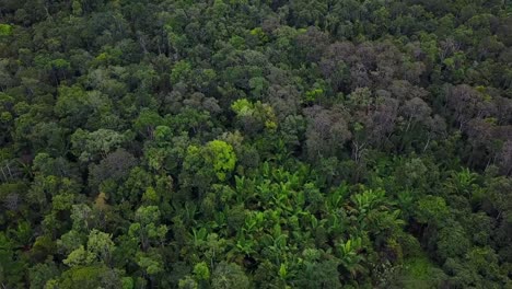 Drone-flight-over-impenetrable-green-rainforest,-West-Papua,-Indonesia