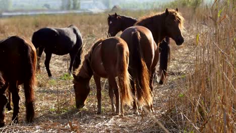 Wild-horses-in-the-danube-delta,-Letea-forest