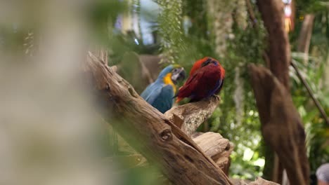 Macore-Bird-Hold-on-tree-branch.-Beautiful-macore-Parrot-bird-standing-on-a-wooden.