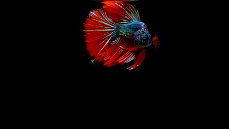 Super-Slow-Motion-der-pulsierenden-siamesische-Kampffische-(Betta-Splendens),-Name-bekannt-ist-Thai,-Plakat