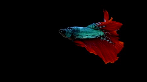 Super-Slow-Motion-der-pulsierenden-siamesische-Kampffische-(Betta-Splendens),-Name-bekannt-ist-Thai,-Plakat