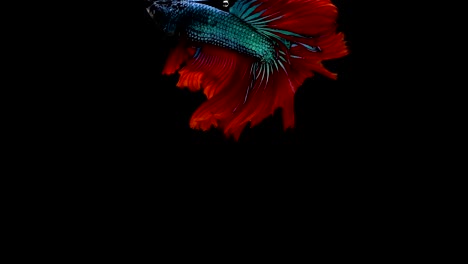 Super-Slow-Motion-der-pulsierenden-siamesische-Kampffische-(Betta-Splendens),-Name-bekannt-ist-Thai,-Plakat