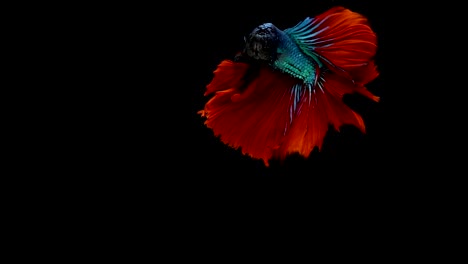 Super-slow-motion-of-vibrant-Siamese-fighting-fish-(Betta-splendens),-well-known-name-is-Plakat-Thai