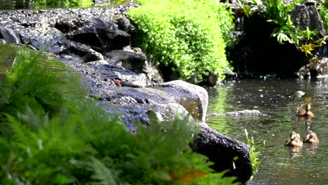 Water-flowing-in-brook-in-slow-motion-180fps