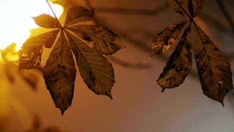 Silhouetten-der-Blätter-gegen-die-Stadt-Nachtlichter