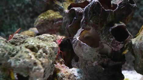 Bisagra-pico-de-camarón,-es-hermoso-camarón-pequeño-en-tanque-de-peces.