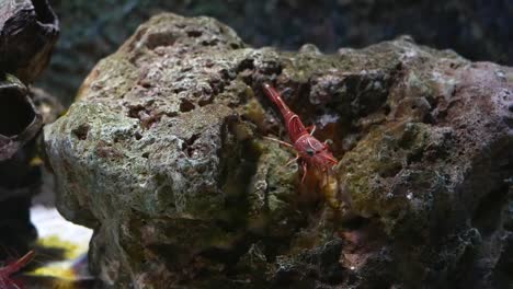 Hinge--beak-shrimp,-It-is-beautiful-small-shrimp-in-fish-tank.