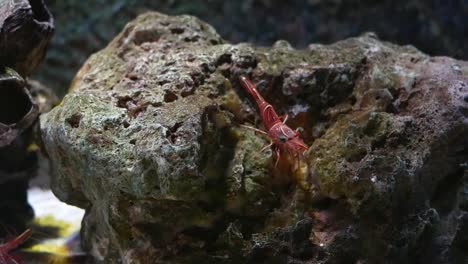 Bisagra-pico-de-camarón,-es-hermoso-camarón-pequeño-en-tanque-de-peces.