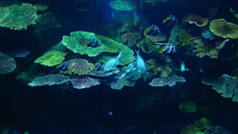 Hermosos-peces-en-el-acuario-con-decoración-de-acuático-plantas-de-fondo.