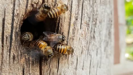 Bees-nest-as-a-team.-On-the-wood,-slow-motion-and-slow-motion.