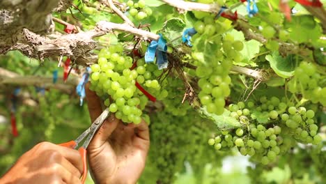 Close-up-hand-of-worker-picking-grapes-during-wine-harvest-in-vineyard.-Select-cutting-Non-standard-grapes-from-branch-by-Scissors.