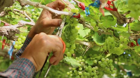 Close-up-hand-of-worker-picking-grapes-during-wine-harvest-in-vineyard.-Select-cutting-Non-standard-grapes-from-branch-by-Scissors.