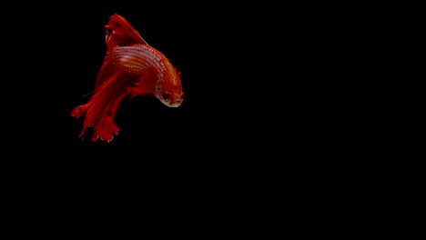 Super-slow-motion-of-RED-Siamese-fighting-fish-(Betta-splendens),-well-known-name-is-Plakat-Thai